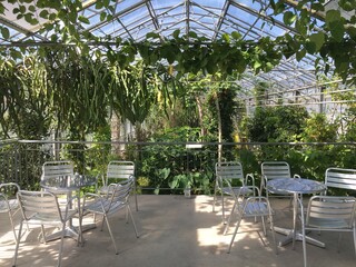 Flowers and plants in greenhouses or in a tropical house in Botanical Garden Saint Gall (Blumen und Pflanzen in den Gewächshäusern des Botanischen Gartens Sankt Gallen), St. Gallen - Switzerland