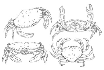 Crab isolated on white background. Vintage hatching vector monochrome black illustration. © Ihor