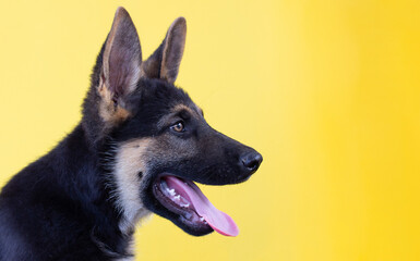 dog in front isolated on yellow background. studio shot.