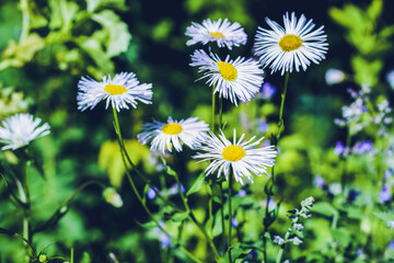 daisies in the meadow