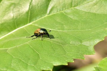 The picture shows a wide green leaf of grass on which a bread beetle sits.