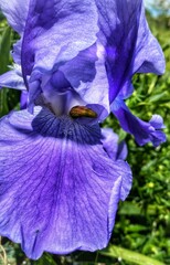 purple iris flower