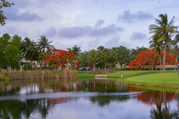 Obraz premium Royal Poinciana Flame Tree blooming in the park