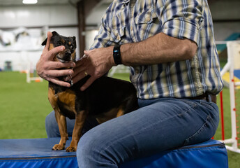 Dog neck adjustment, small dog getting adjusted, mixed breed dog pet care, dog getting chiropractic adjustment, dog getting bodywork