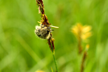 In the close-up shots, a fur-covered beetle sits on a stalk of grass.