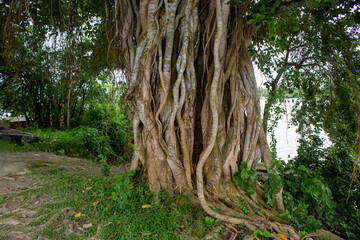 Picture of the roots of a large Banyan tree along the river. A banyan tree in Bangladesh (Ficus benhalensis).