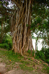 Picture of the roots of a large Banyan tree along the river. A banyan tree in Bangladesh (Ficus benhalensis).