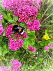 Bee on pink flowers