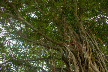 Image of a Banyan tree. Pictures of wild trees on the banks of the river. - obrazy, fototapety, plakaty