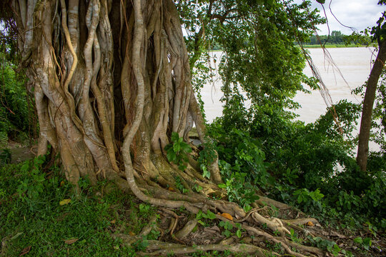 Picture of the roots of a large Banyan tree along the river. A banyan tree in Bangladesh (Ficus benhalensis).