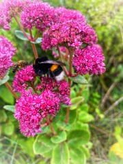 bee on flower