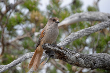 Siberian Jay in Fulufj&auml;llet nationalpark Zweden.