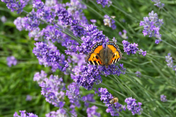 Small tortoiseshell butterfly (Aglais urticae) perched on lavender plant in Zurich, Switzerland