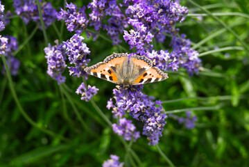 Small tortoiseshell butterfly (Aglais urticae) perched on lavender plant in Zurich, Switzerland