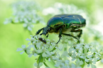 Close-up shot of the Bronzovka beetle sitting on a white flower.