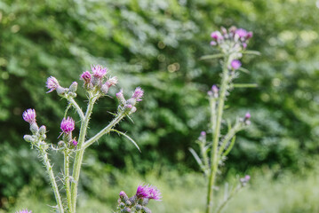 close up of blooming thistles outdoors