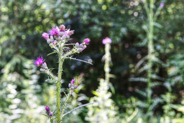 close up of blooming thistles outdoors