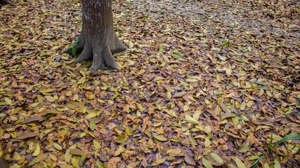 It is surrounded by the leaves of the tree. A scene or picture of the interior of a country.