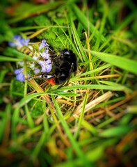Red bottomed bumble bee