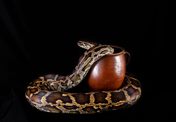 A large python in a pot is isolated on a black background. Pet snake in a pot