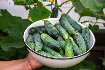 Summer harvest. A macro shot of a group of freshly picked green ripe cucumbers.