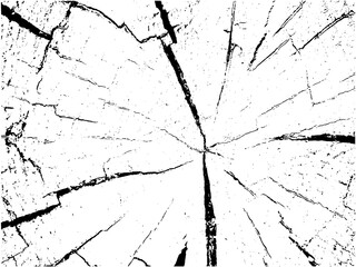 Vector wood texture on white background. Cross section of stump