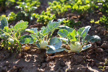 Organic green kohlrabi growing at farm. Young turnip plants in early spring garden - selective focus. Home grown kohlrabi.  - obrazy, fototapety, plakaty