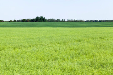 Obraz premium agricultural field with faded rapeseed
