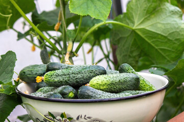Summer harvest. A macro shot of a group of freshly picked green ripe cucumbers.