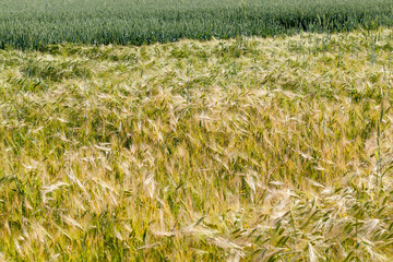 ripening rye changes color to yellow