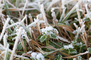 snow covers the ground and trees, plant in winter