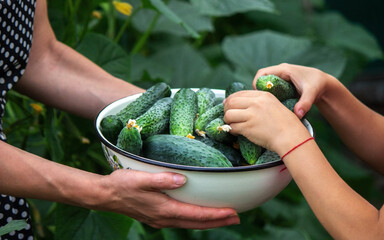 Fresh cucumber on a man's hand in the garden, a good harvest.