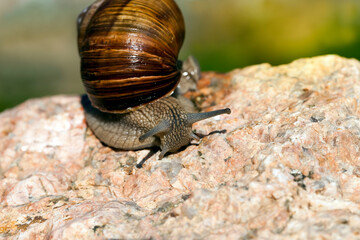 grape snail crawling on its territory