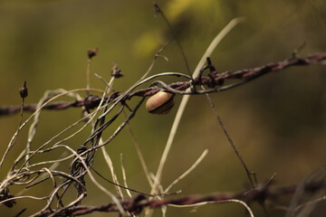mały  ślimak  przyklejony  do  drutu  kolczastego  w  ogrodzie