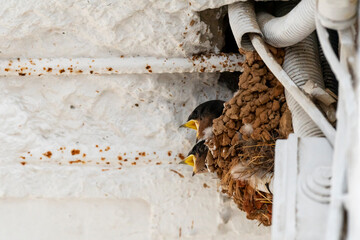 swallow chicks waiting for food inside the nest in Greece - Powered by Adobe