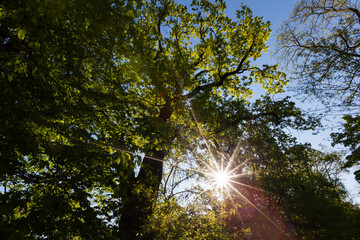 trees with green foliage in the summer