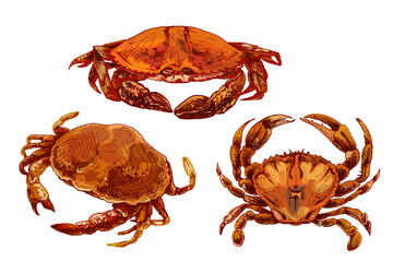 Crab in different pose. Vintage hatching vector color illustration.