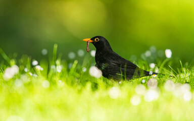 Caring father. Male of Blackbird with worms in its beak. His Latin name is Turdus merula.