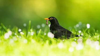 Caring father. Male of Blackbird with worms in its beak. His Latin name is Turdus merula.