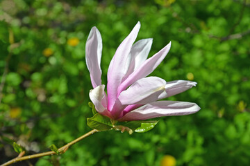 Magnolia hybrid flower (Magnolia) close-up