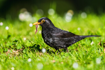 Caring father. Male of Blackbird with worms in its beak. His Latin name is Turdus merula.