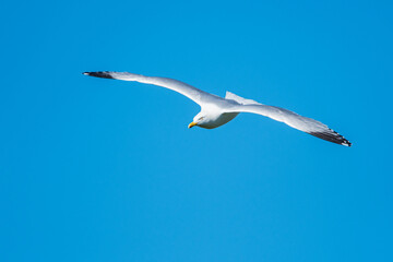 European Herring Gull,  Larus argentatus in flight on blue sky