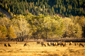 Evening Gathering of elk during the fall rut. 