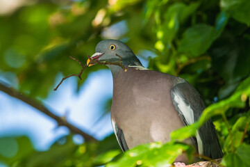 Common Wood Pigeon, Columba palumbus with a twig in its beak