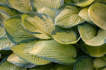 Hostas are sometimes called Plantain Lilies because a few resemble one of the Plantain weeds.
