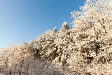 deciduous trees without leaves in the winter season