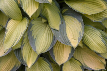 Hosta, (genus Hosta), also called plantain lily, any of about 40 species of hardy herbaceous...