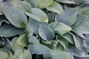 Close-up Siebold plantain lily leaves background.