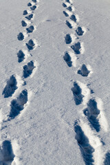 footprints and dents in the snow