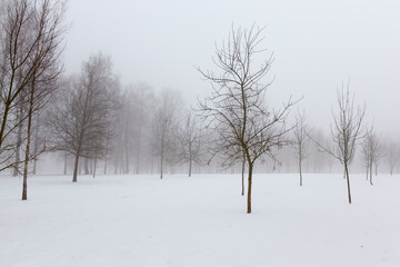 trees in winter in haze